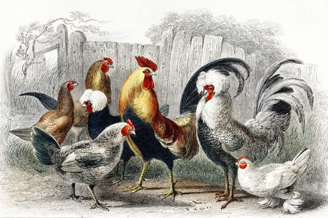 The great Yom Kippur chicken revolt